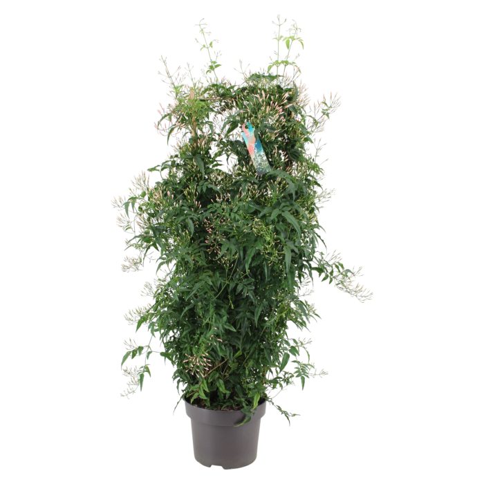 Jasminum rek 800 knop p23 (Jasmijn), D 23
