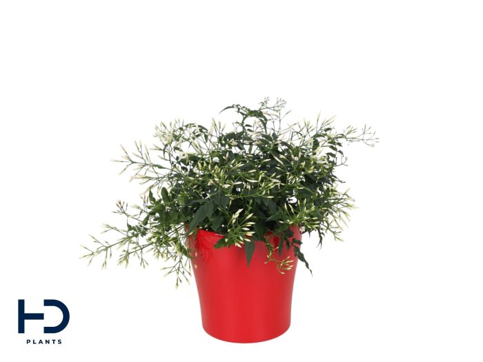 Jasminum struik Anna keramiek valentijn(Jasmijn), D 13