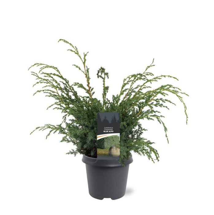 Juniperus chinensis 'Blue Alps', D 23