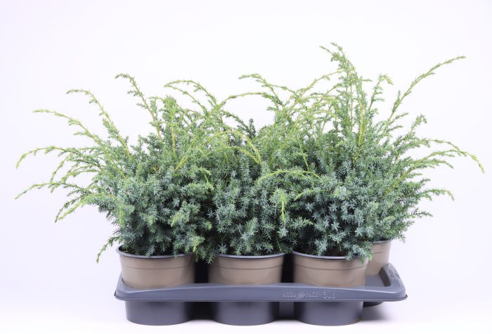 Juniperus chinensis 'Blue Alps', D 17