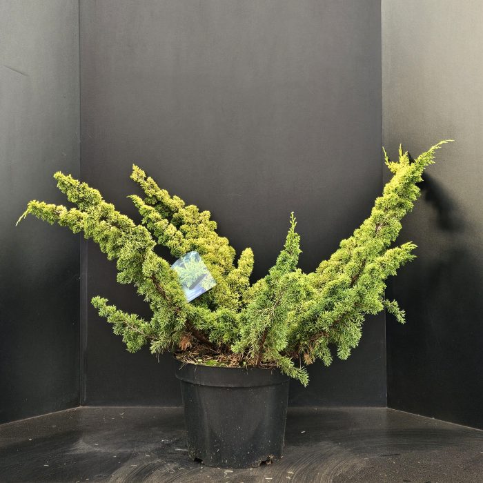 Juniperus chinensis Plumosa Aurea, D 32