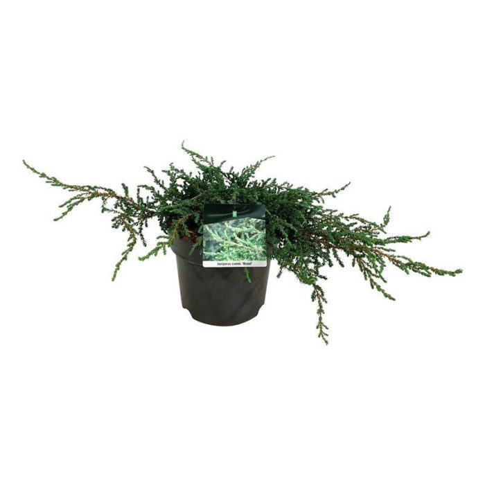 Juniperus comm. 'Ristol', D 24