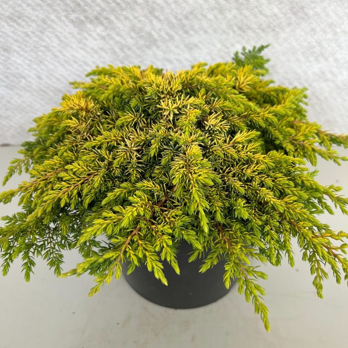 Juniperus communis 'Lemon Carpet', D 19