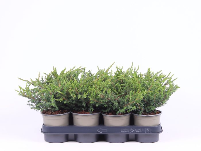 Juniperus communis 'Repanda', D 11