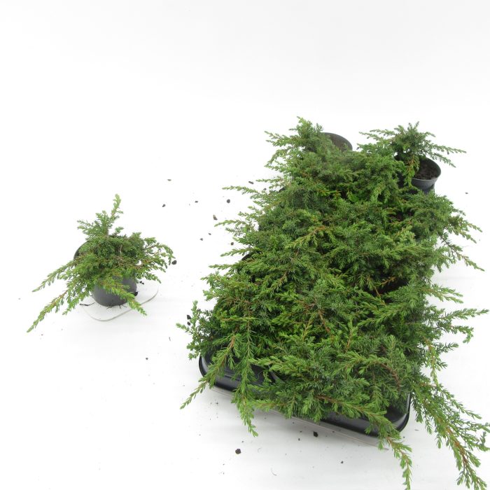 Juniperus Green Carpet, D 9