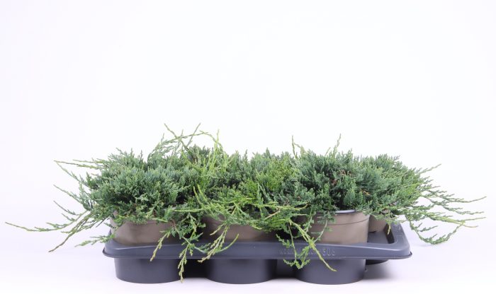 Juniperus horizontalis 'Wiltonii', D 17