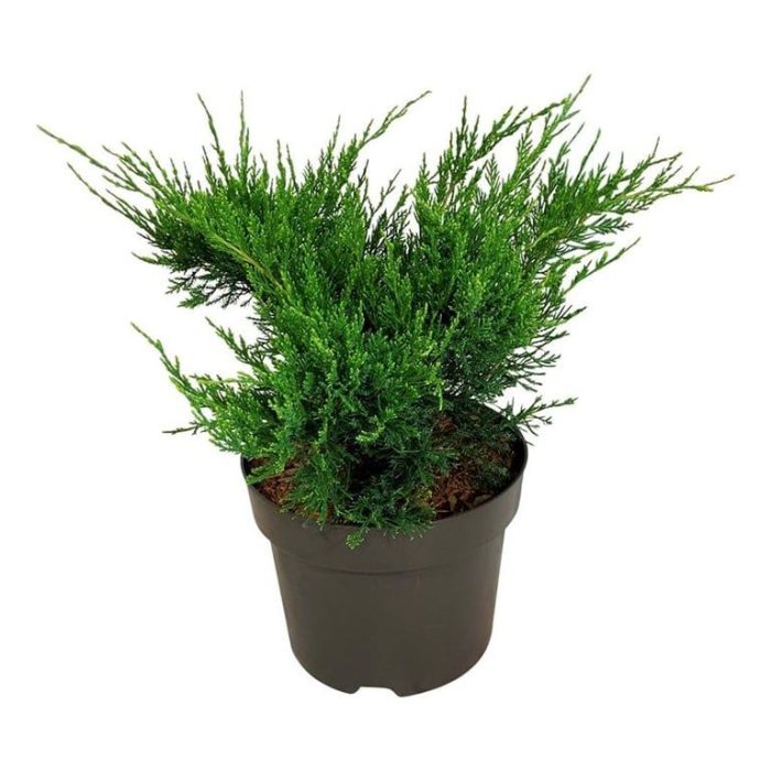Juniperus pf. 'Mint Julep', D 24