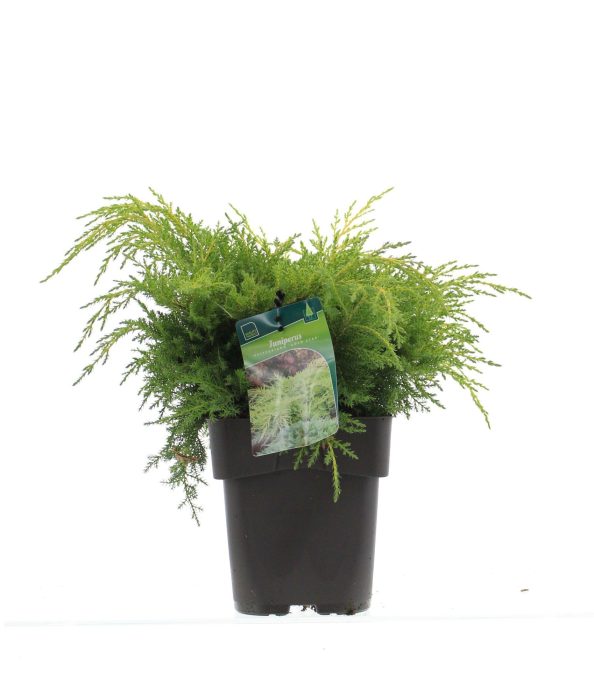 Juniperus pfitzeriana 'Gold star', D 19