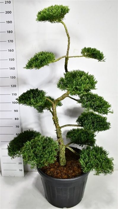 Juniperus sabina 'Rockery Gem', D 55