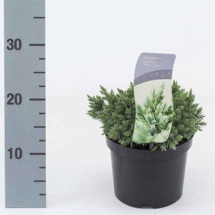 Juniperus squamata 'Blue Star', D 17