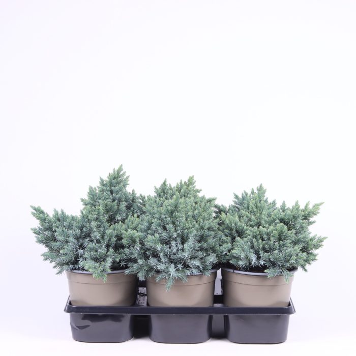 Juniperus squamata 'Blue Star', D 15