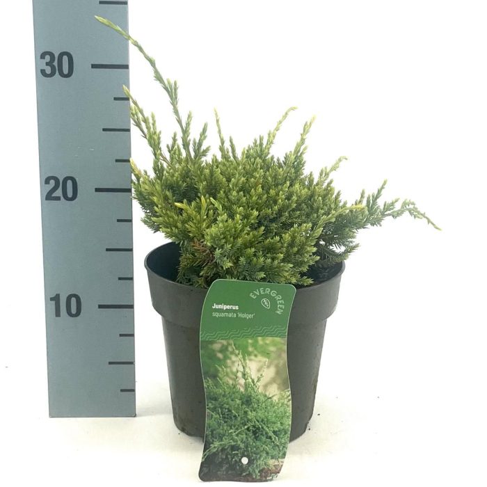 Juniperus squamata 'Holger', D 17