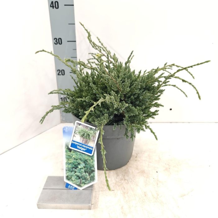 Juniperus squamata 'Holger', D 19