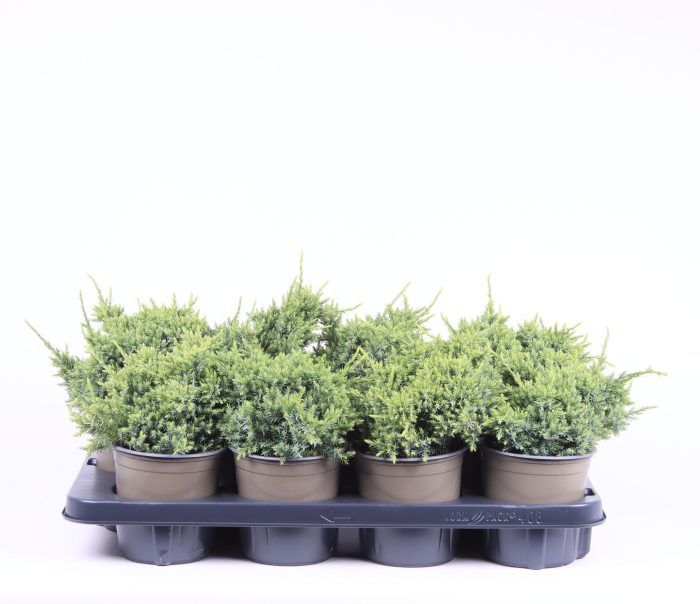 Juniperus squamata 'Holger', D 13