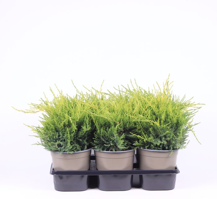 Juniperus x pfitzeriana 'Gold Coast', D 15