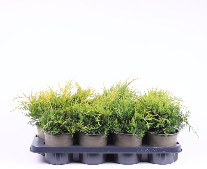 Juniperus x pfitzeriana 'Gold Coast', D 13