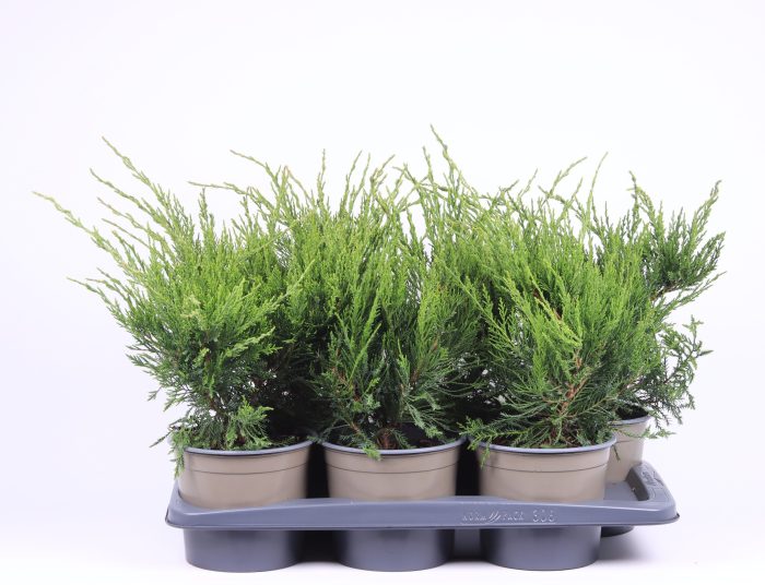 Juniperus x pfitzeriana 'Mint Julep', D 17