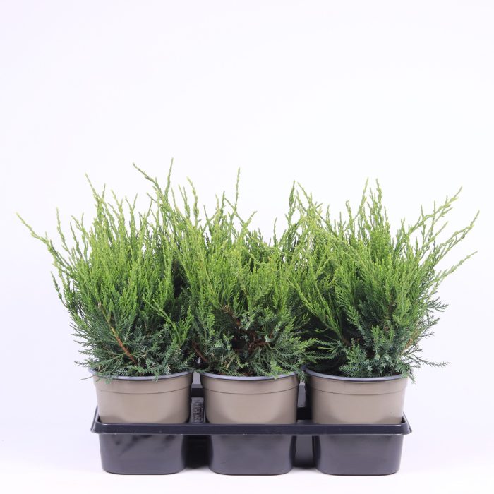Juniperus x pfitzeriana 'Mint Julep', D 15