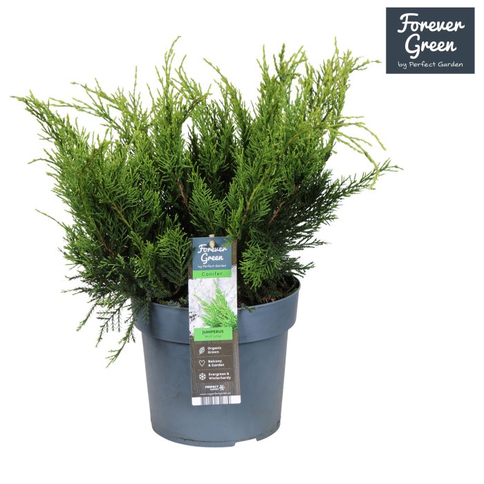 Juniperus x pfitzeriana 'Mint Julep' P19, D 19