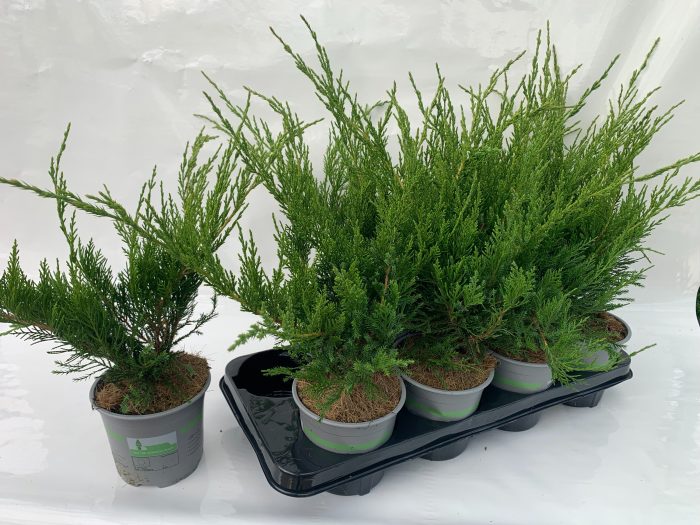 JUNIPERUS X PFITZERIANA MINT JULEP, D 13