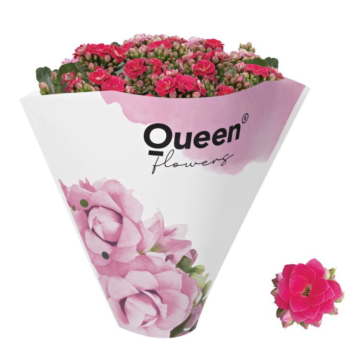 KALANCHOE ARTS-HYBRID 'PINK ROSE FLOWER', D 13
