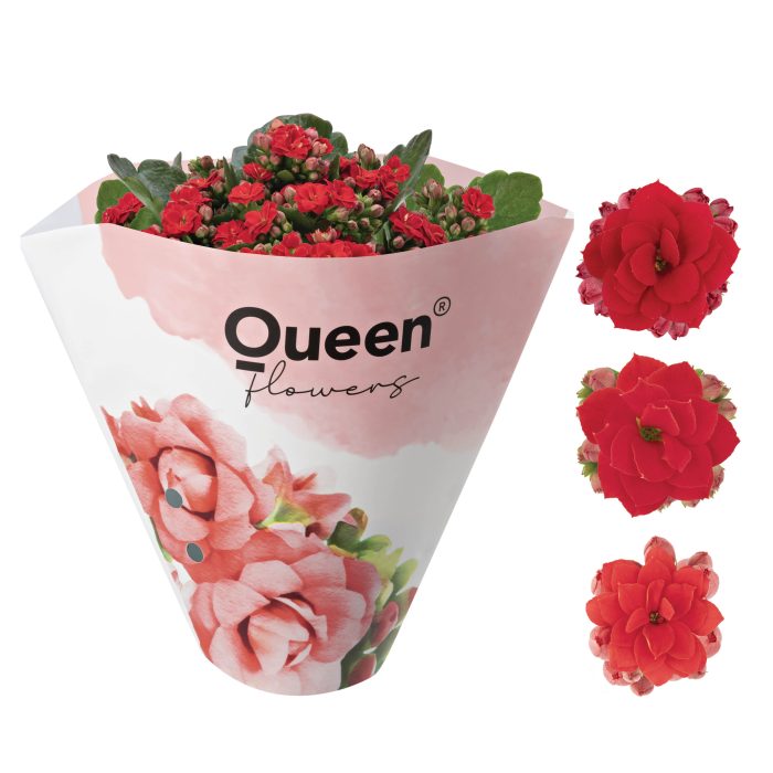 KALANCHOE ARTS-HYBRID 'RØD ROSE FLOWER', D 11