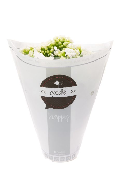 Kalanchoe dbl. Goodie White, D 10,5