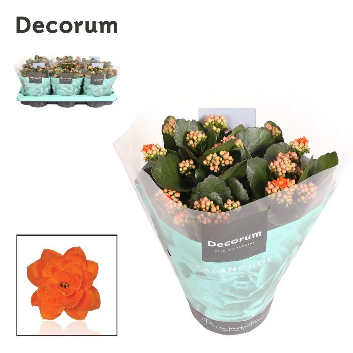 Kalanchoe Decorum - Orange, D 15