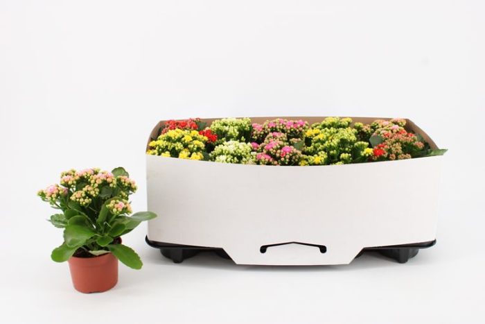 Kalanchoe Double Mix, 5 colours, in kraag, D 10,5
