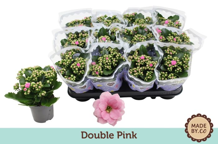 Kalanchoë Double Pink, D 9