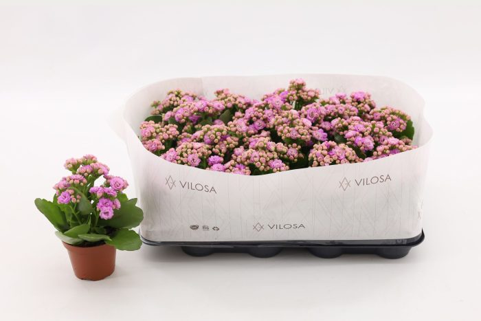 Kalanchoe Double Pink, in kraag, D 8