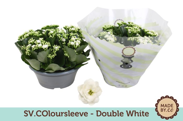 Kalanchoë Double White in SV.COloursleeve, D 23