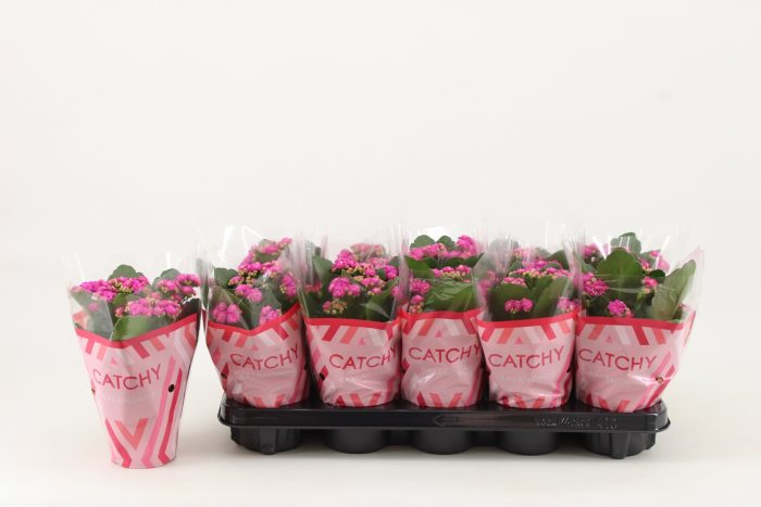 Kalanchoe Double, Catchy Season Purple, D 10,5