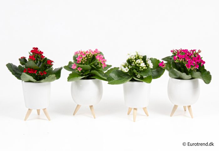 Kalanchoe in New Look ceramic 2026, D 6