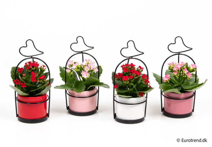 Kalanchoe in Valentine ceramic 2026, D 6