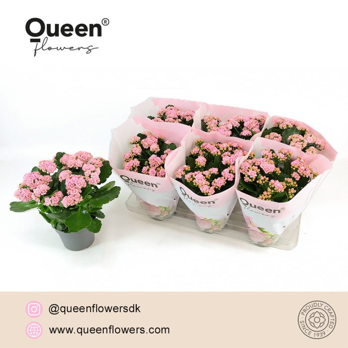 Kalanchoe Lillian Licht Roze P14 Queen, D 14