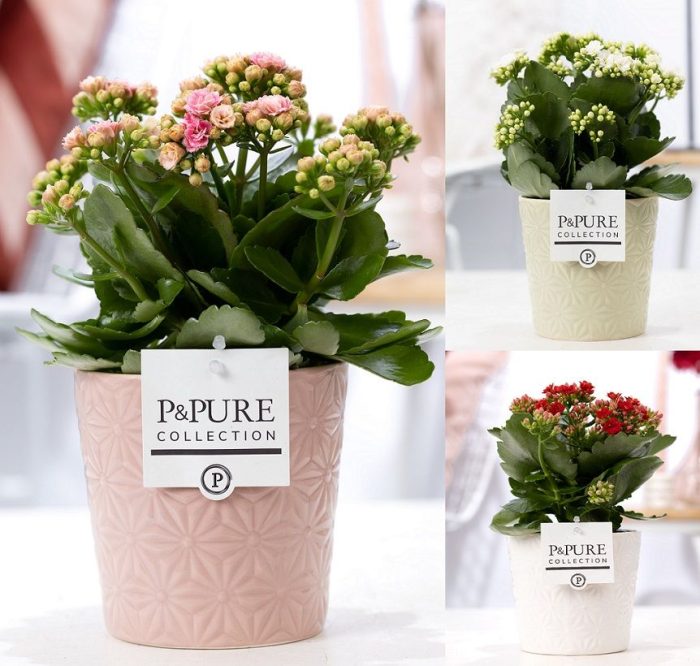 Kalanchoe mix in P&PURE Juliette ceramics ass. 3, D 12