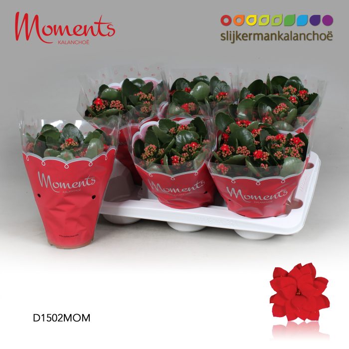 Kalanchoe Moments - Red, D 15