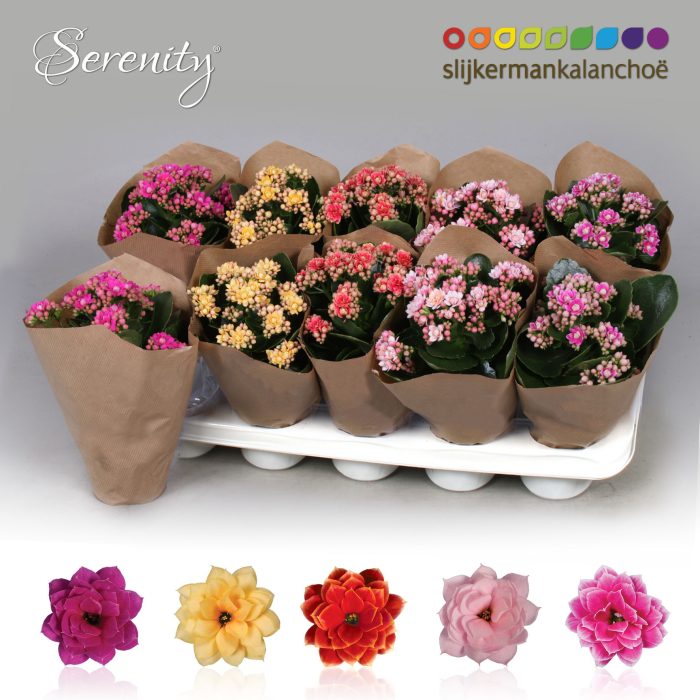 Kalanchoe Papersleeve - Serenity Mix, D 10,5