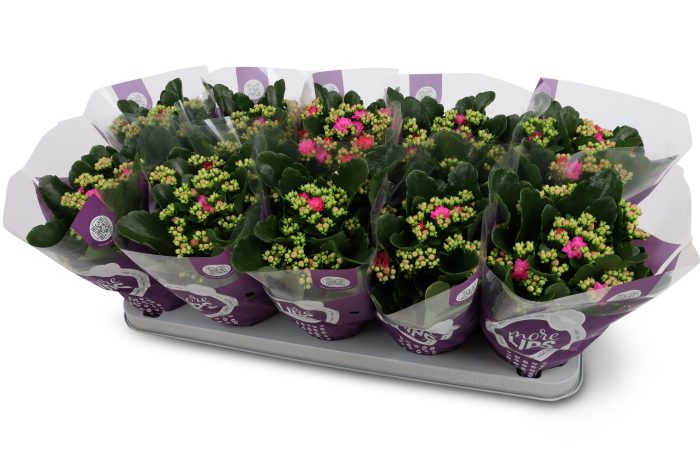 Kalanchoë Perfecta Purple MoreLIPS hoes, D 12