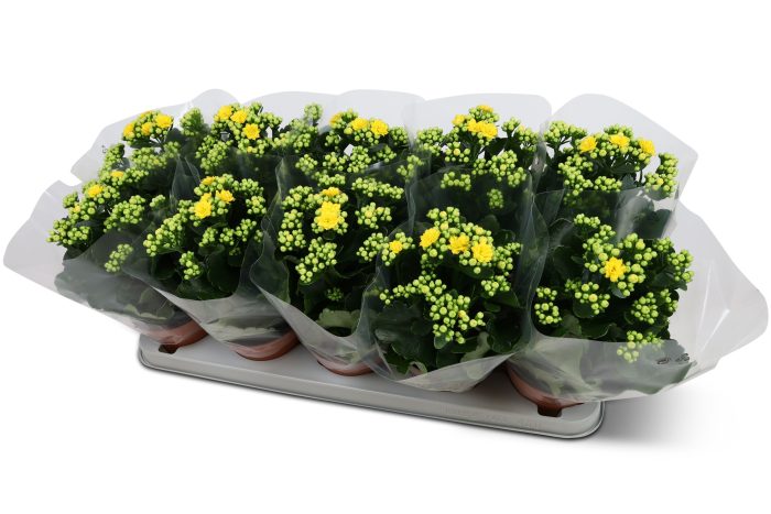 Kalanchoë Perfecta Yellow Blanco hoes, D 12