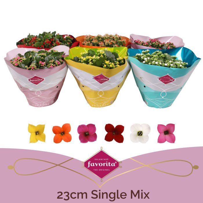 Kalanchoë Single Mix in SV.COloursleeve, D 23