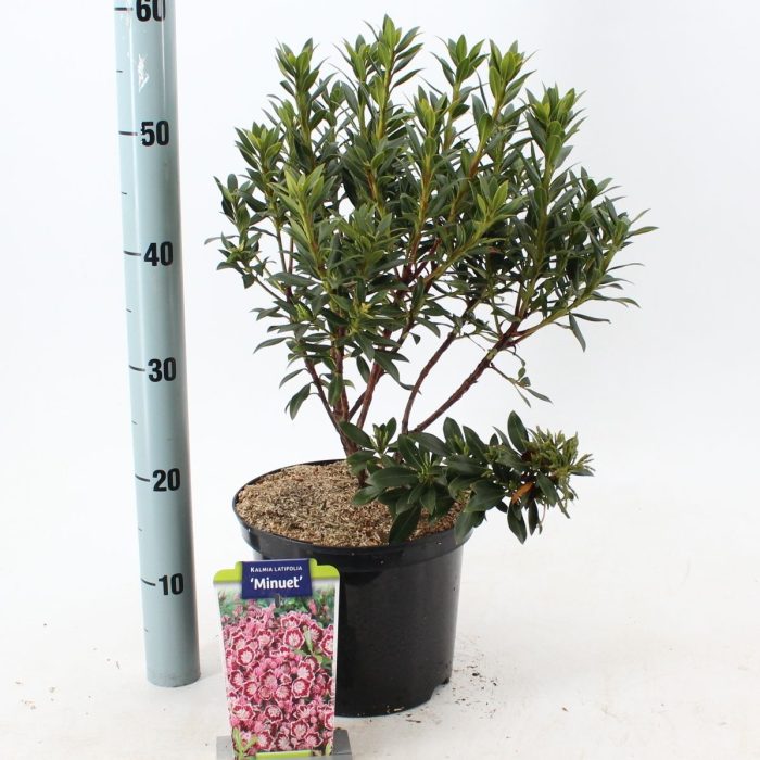 Kalmia lat. 'Minuet', D 23