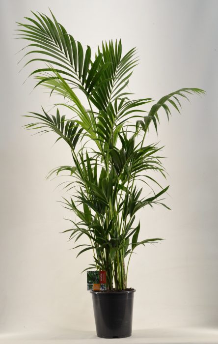 KENTIA - P27 H180 - 12PP (Howea forsteriana), D 27