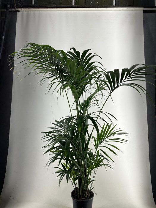 KENTIA - P27 H220 - 10PP -(Howea forsteriana), D 27