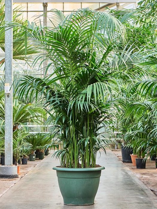 Kentia (Howea) forsteriana, D 70