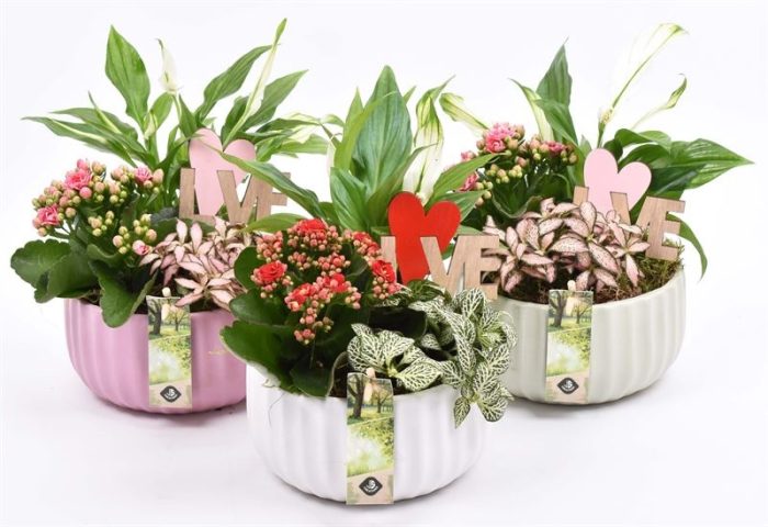 Keramiek schaal kleur mix 16,5cm, D 17