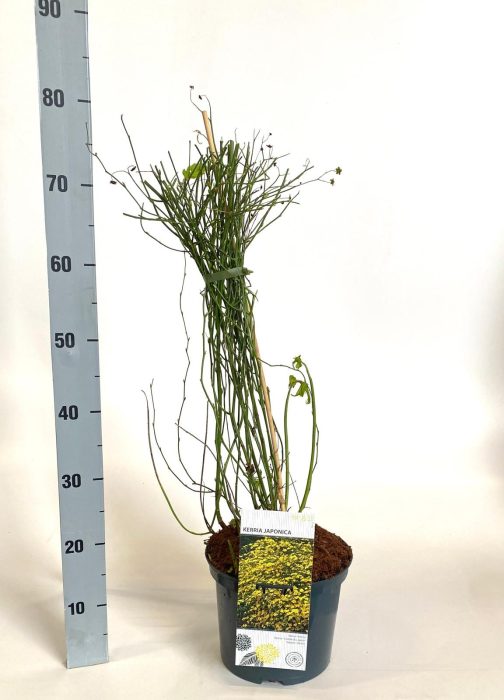 Kerria japonica, D 23