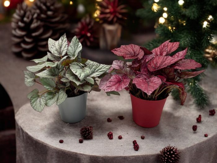 Kerstmix, D 12
