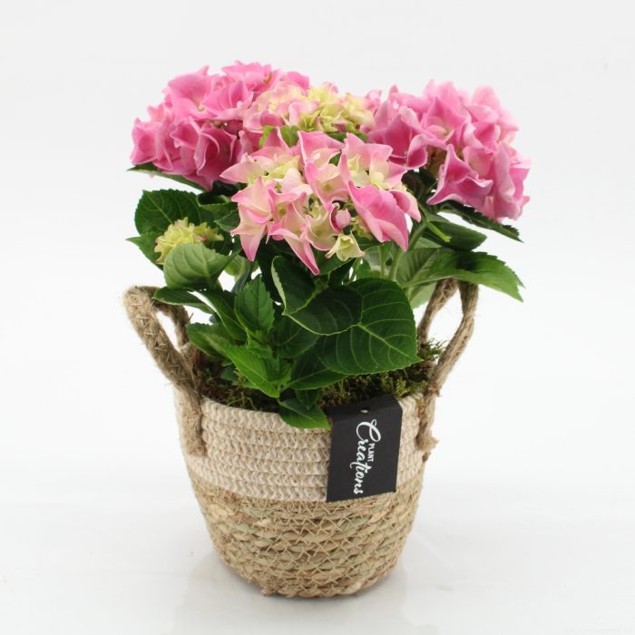 KHCR-2609RZ Hydrangea creations, D 14